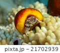 石垣島のカイカムリ 21702939