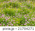 野の花 21704271
