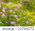 野の花、蓮華草 21704272
