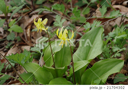 黄色いカタクリの花 21704302