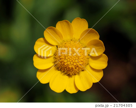 クリサンセマム・ムルチコーレ クリサンセマム・ムルチコーレ 21704305