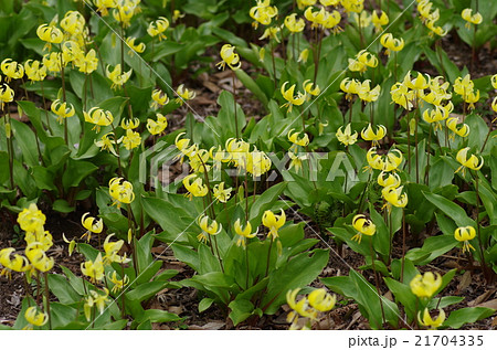 黄色いカタクリの花 黄色いカタクリの花 21704335