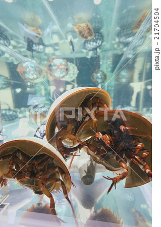 カブトガニ 21704504