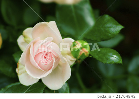 薔薇 21704945