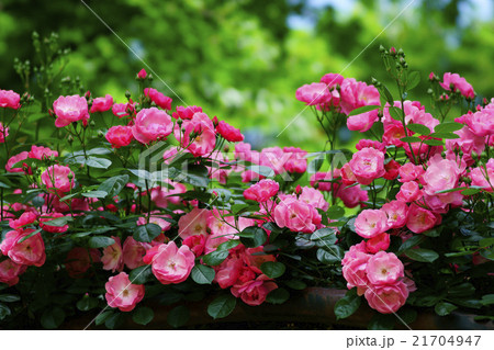 薔薇 薔薇 21704947