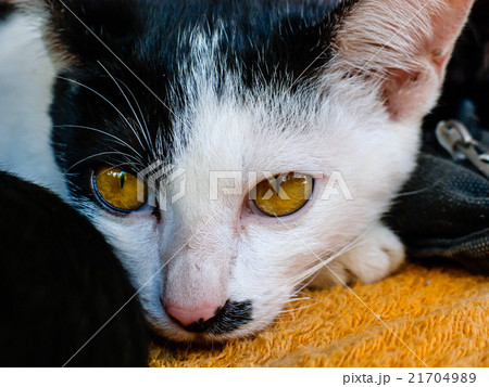 close up cat close up cat 21704989