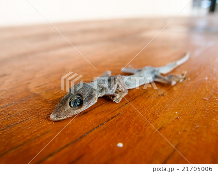 Dried House lizard Dried House lizard 21705006