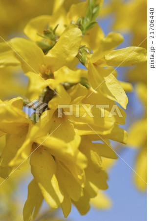 レンギョウ 21706440