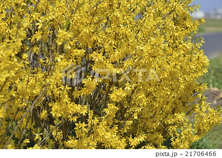 レンギョウ 21706466