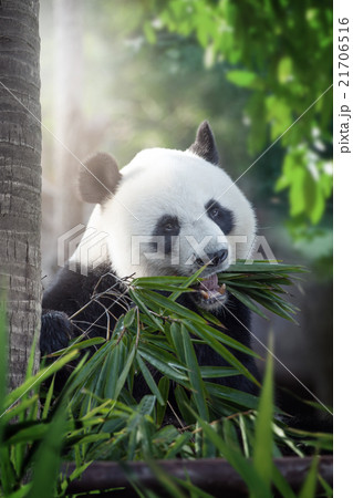 panda panda 21706516