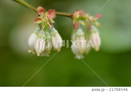 ブルーベリー 21706546