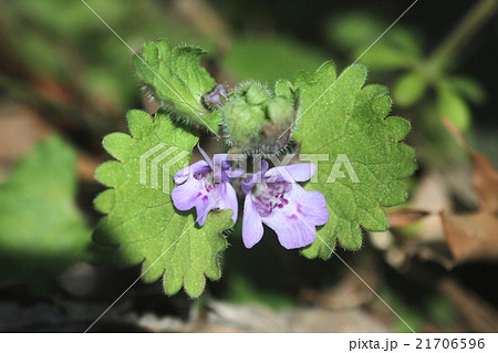 カキドウシ 21706596