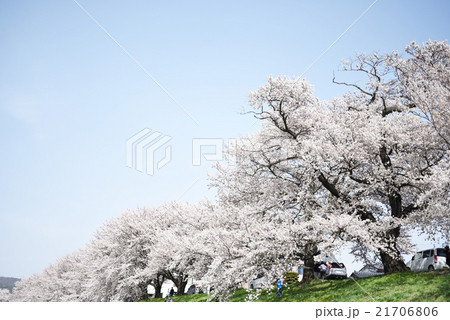 桜 21706806