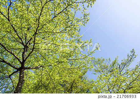 木 ツリー 樹 21706933
