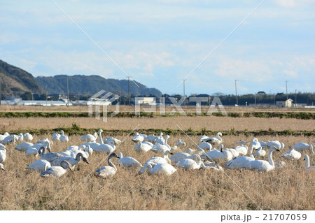 千葉県香取郡東庄町　田でくつろぐコハクチョウたち 21707059