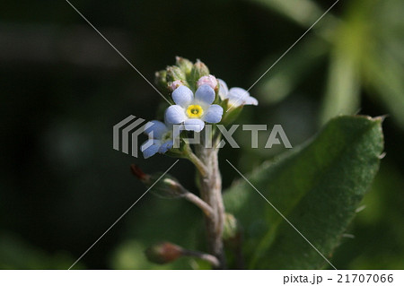 キュウリグサ 21707066