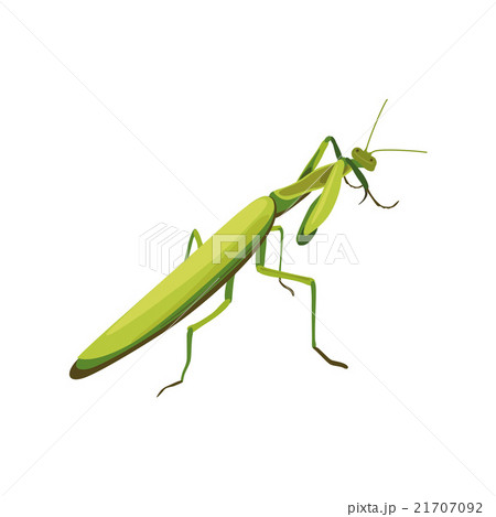 illustration of a praying mantis. fighting style 21707092