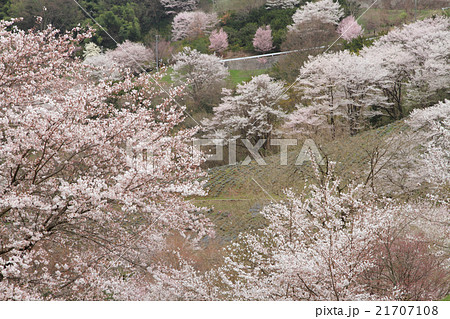 長野県池田町陸郷の山桜 21707108