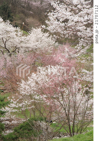長野県池田町陸郷の山桜 21707112