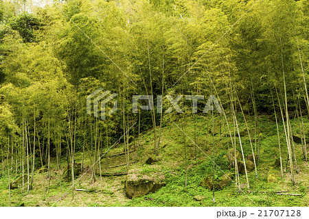 竹藪 竹薮 タケヤブ 21707128