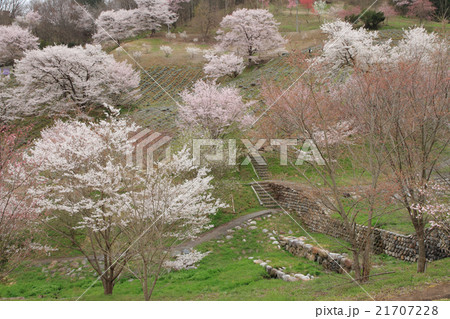 長野県池田町陸郷の山桜 長野県池田町陸郷の山桜 21707228