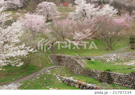 長野県池田町陸郷の山桜 長野県池田町陸郷の山桜 21707234