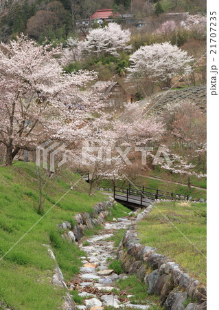 長野県池田町陸郷の山桜 長野県池田町陸郷の山桜 21707235