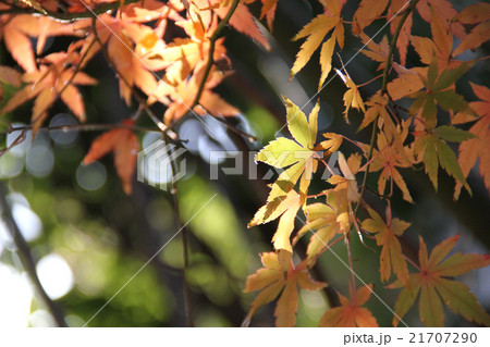 紅葉 21707290