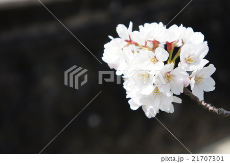 桜 桜 21707301