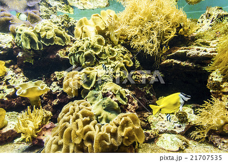 サンゴ 珊瑚 珊瑚礁 21707535