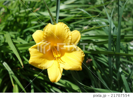 鮮やかな黄色のヘメロカリス 21707554