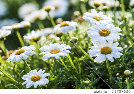 花 フラワー お花 21707630