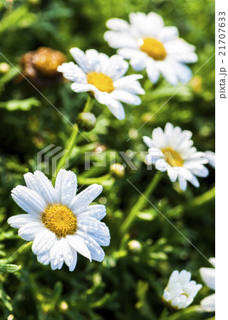 花 フラワー お花 21707633