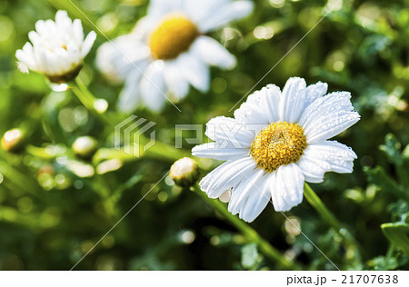 花 フラワー お花 21707638