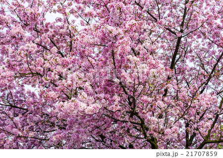 花 フラワー お花 21707859