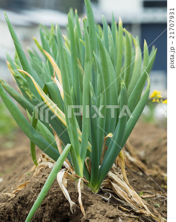 長ネギ畑 長ネギ畑 21707931