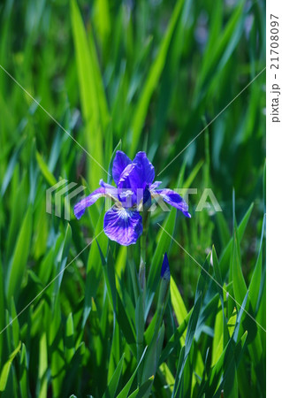 三寸菖蒲 サンズンアヤメと申します。 三寸菖蒲 サンズンアヤメと申します。 21708097