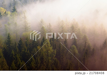 Dreamy misty forest landscape. Sharp treetops Dreamy misty forest landscape. Sharp treetops 21708408