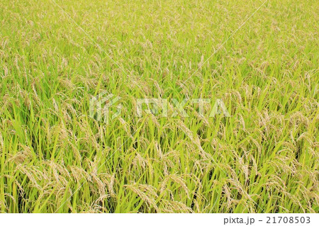 豊作の田んぼ 21708503