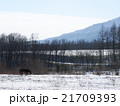 北海道の景色　馬 21709393