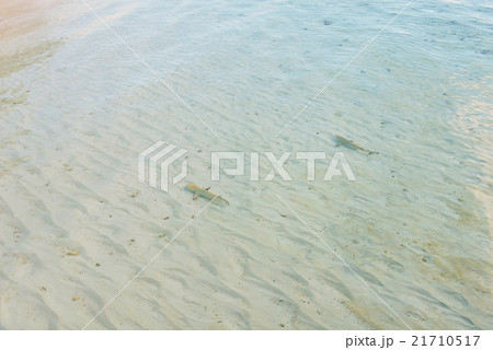 baby shark baby shark 21710517