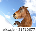 北海道の馬　冬の道産子　 21710677