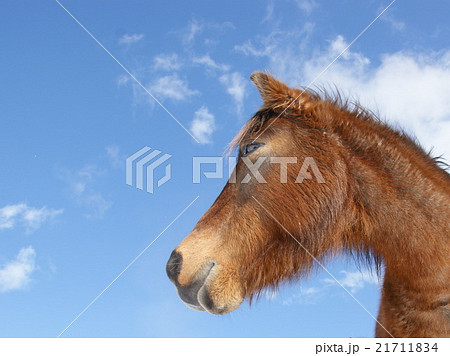 青空と馬 可愛い馬 の写真素材