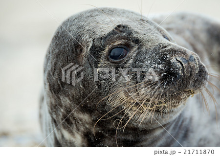 Young atlantic Grey Seal portrait 21711870