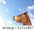 青空と馬　可愛い馬　 21711897