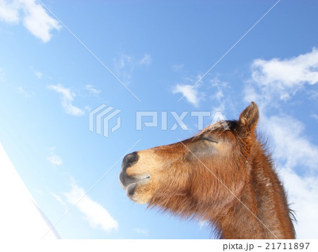 青空と馬 可愛い馬 の写真素材