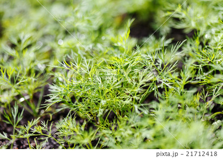 dill in the garden dill in the garden 21712418