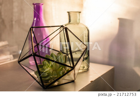 plant in the terrarium 21712753