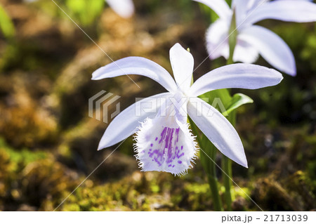 植物 工場 プランツ 21713039