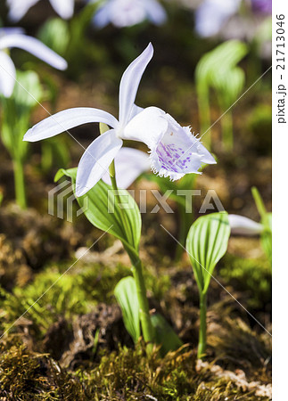 蘭 ラン 洋ラン 21713046